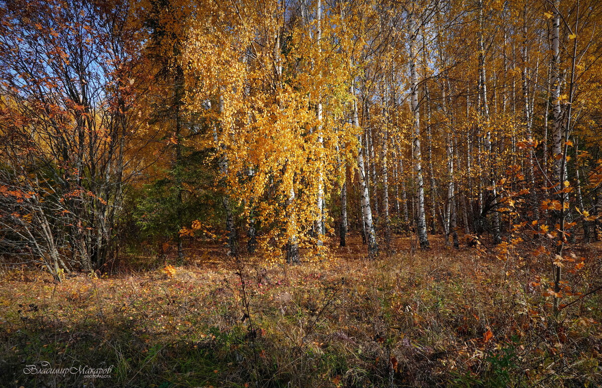 "Золотые деньки октября"© - Владимир Макаров