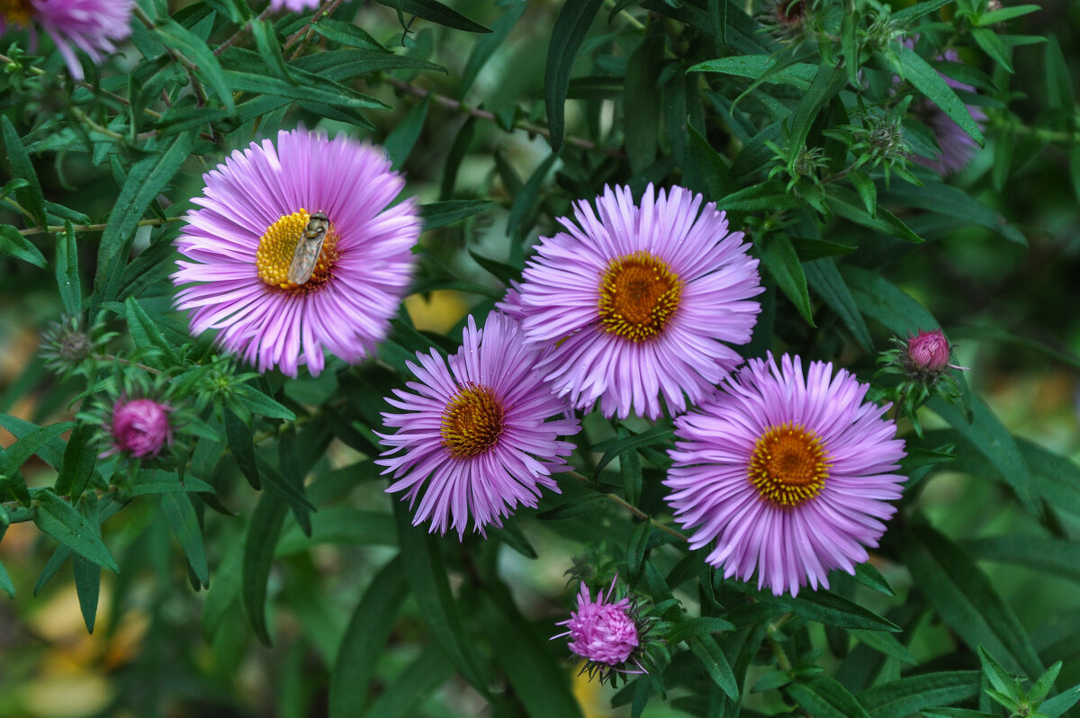 Дачные цветочки, осенние - Татьяна Машошина