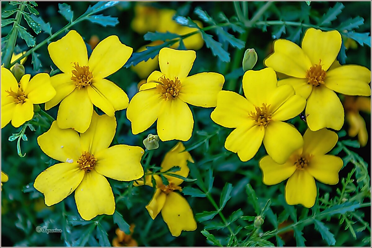 Про сентябрь... - Aquarius - Сергей Про сентябрь... - Aquarius - Сергей