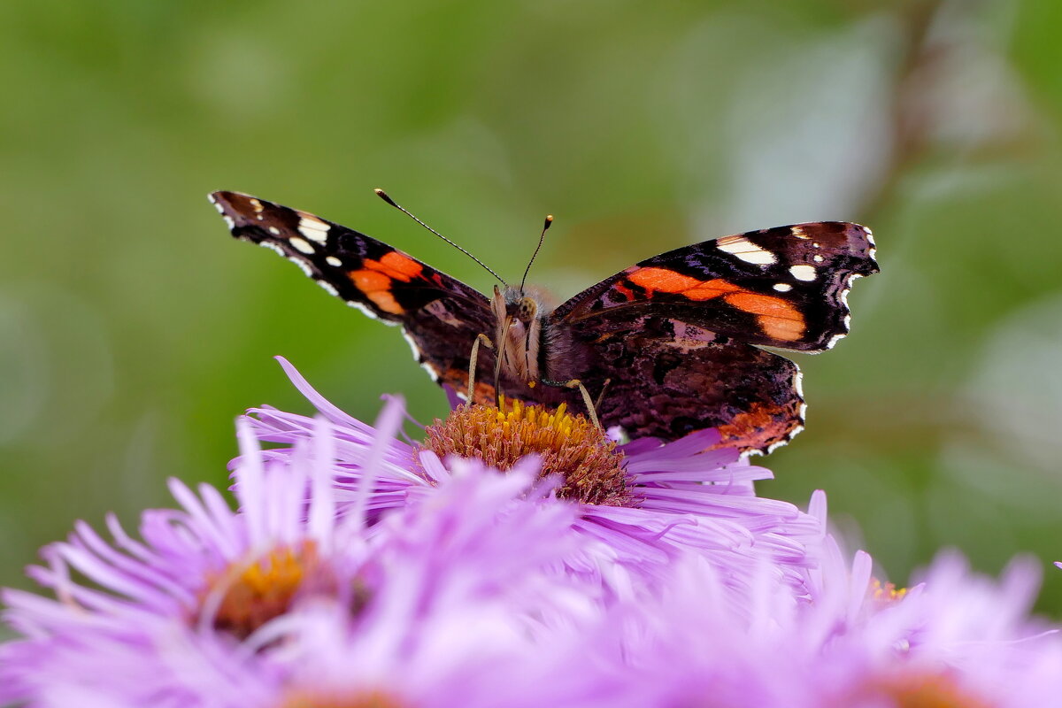 из вчерашней съёмки 2 - Александр Прокудин