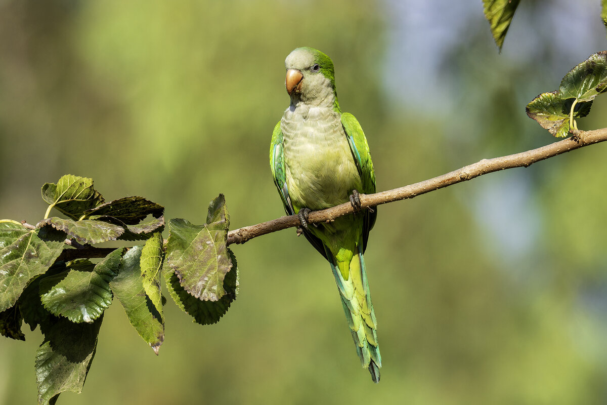 Калита. - Alexander Amromin