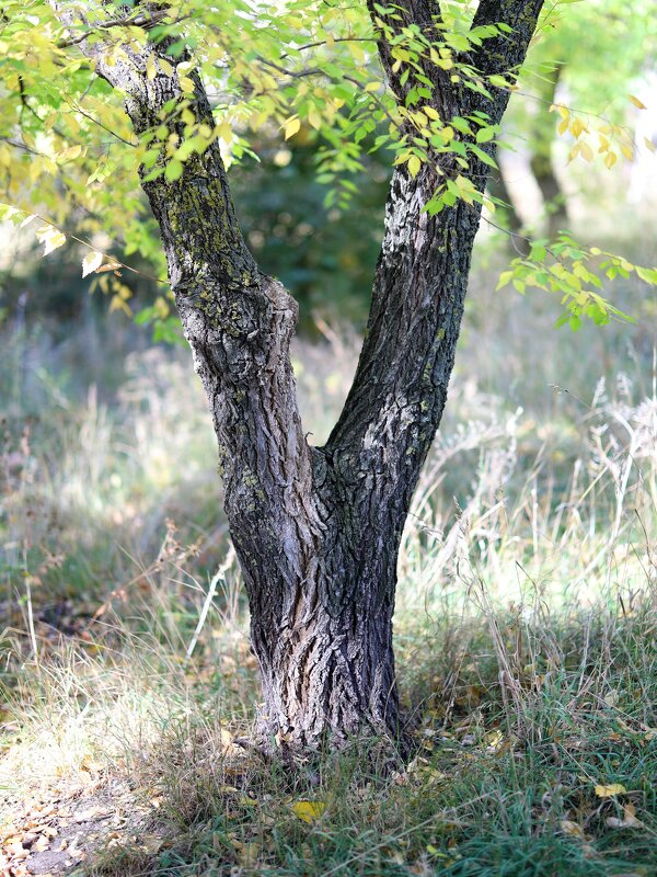 В парке - Андрей Л. В.