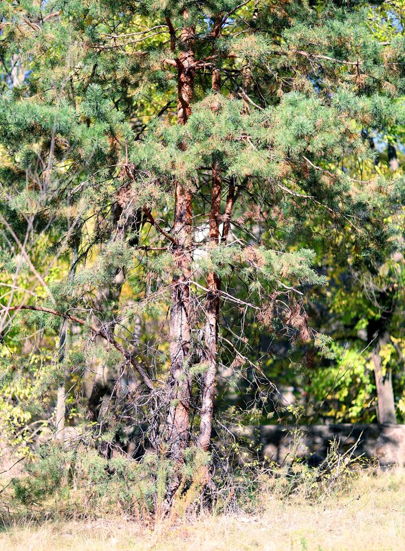 В парке - Андрей Л. В.