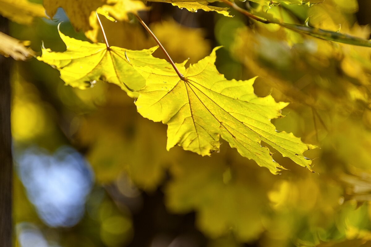 Осенний этюд - Валерий Иванович