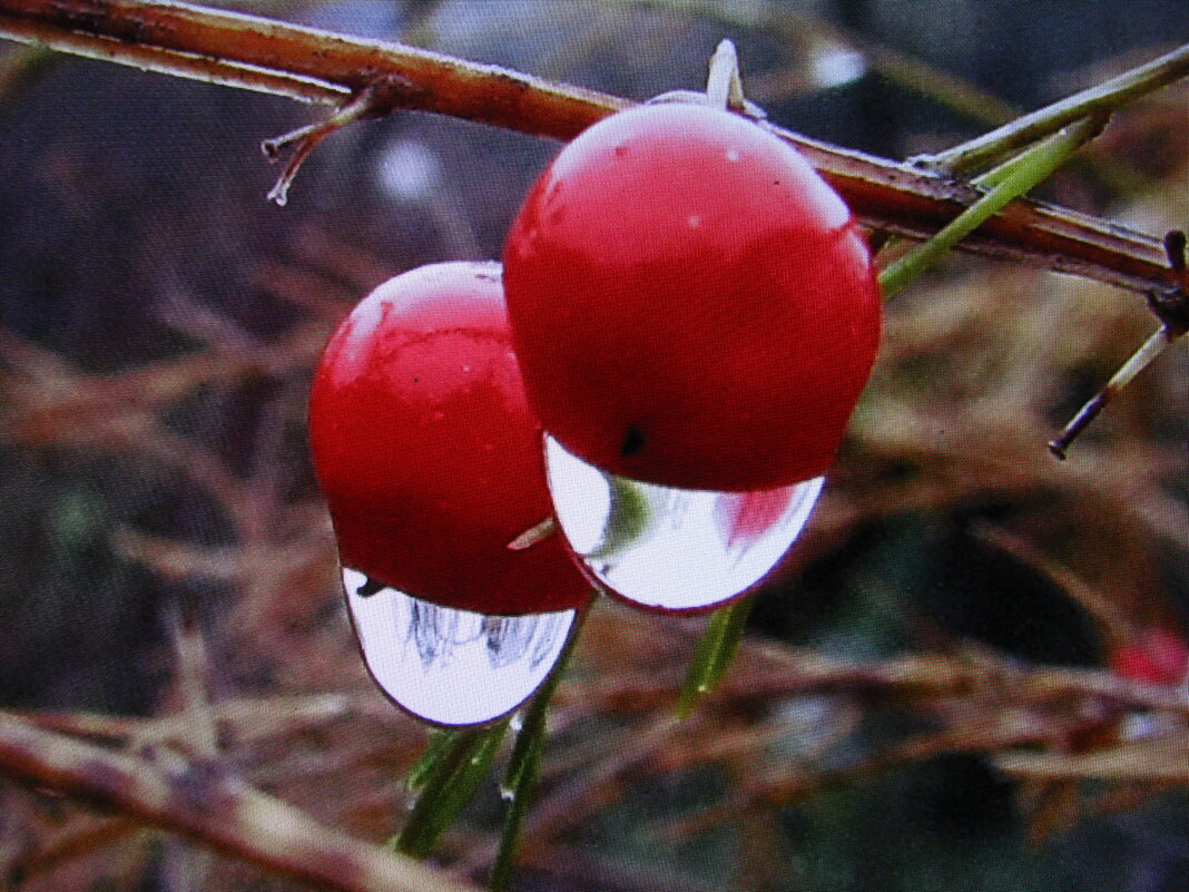 После дождя - Людмила Смородинская