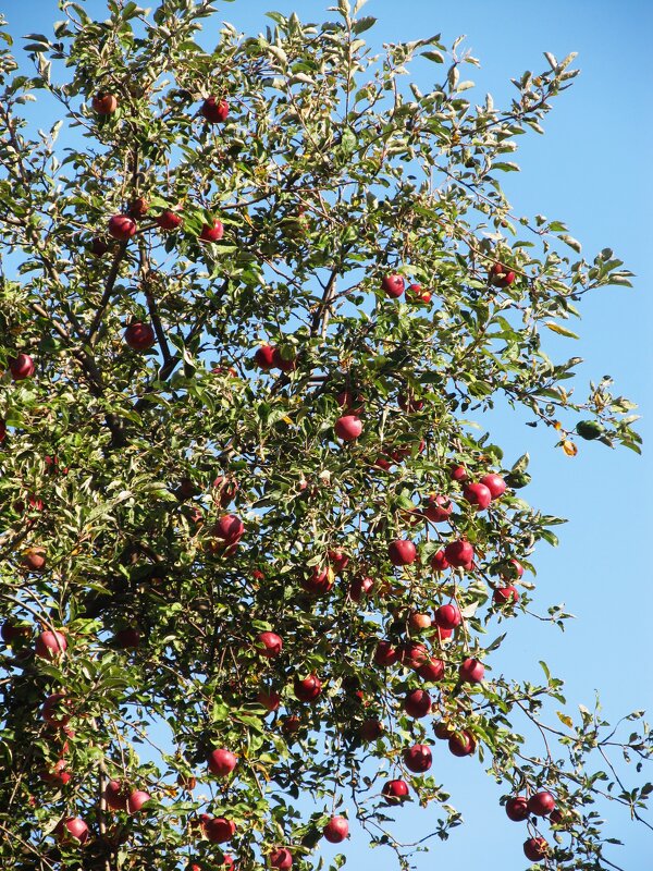 урожай - Елена Шаламова