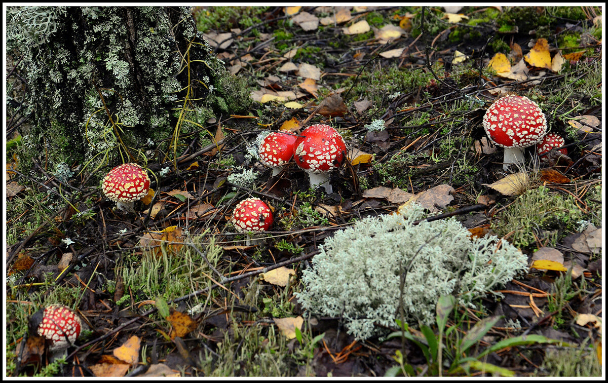 Лесной доктор.... - Aleksandr Gal