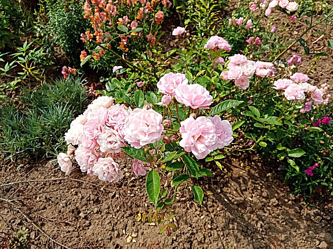 Цветы. - Владимир Драгунский