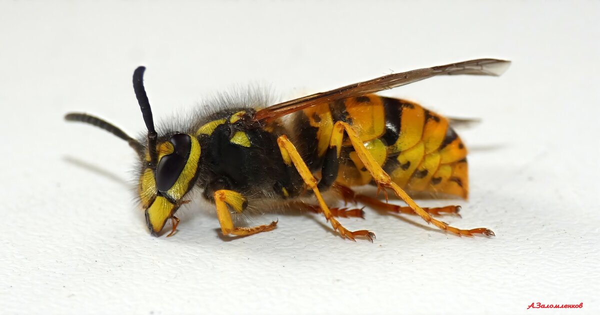 Таких гостей на кухне нам не надо! - Андрей Заломленков Таких гостей на кухне нам не надо! - Андрей Заломленков