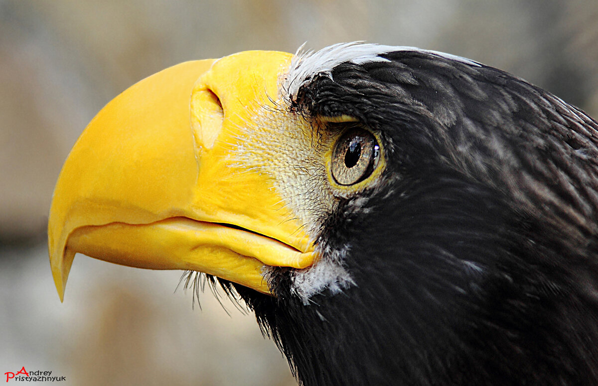 На охоте - Андрей Пристяжнюк