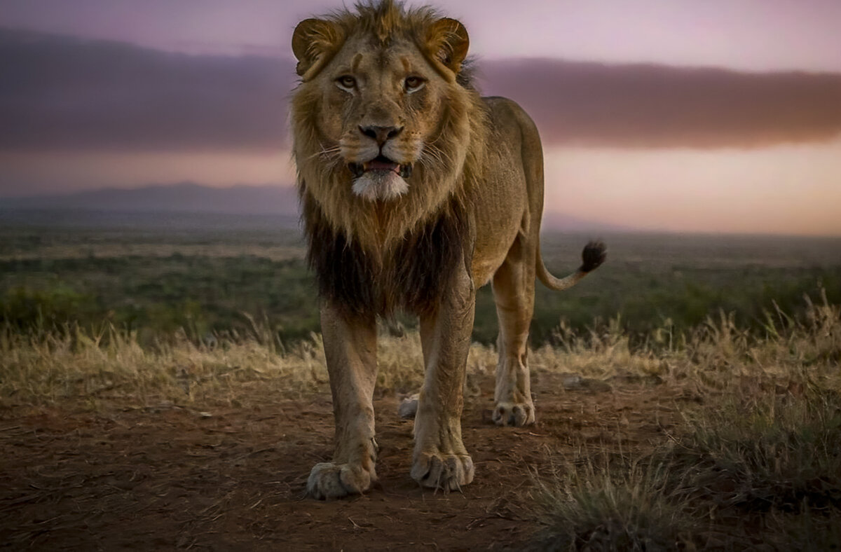 лев - Aleksey Afonin