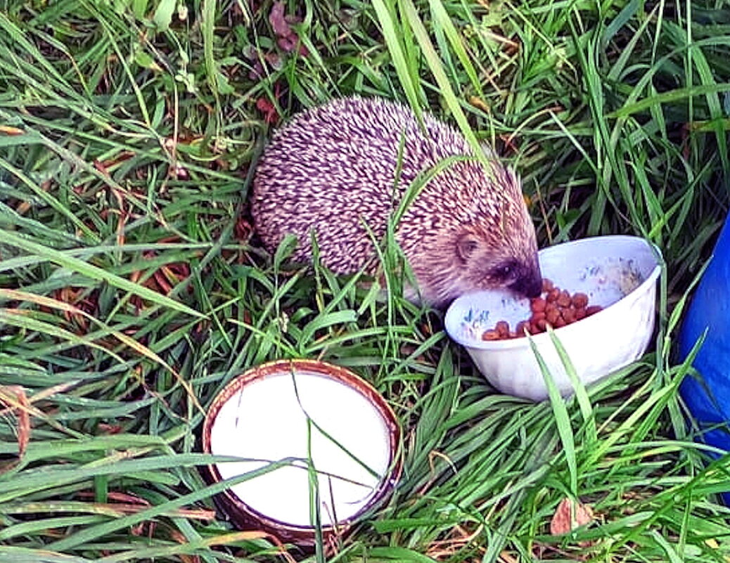 Лесной гость - Ольга Довженко