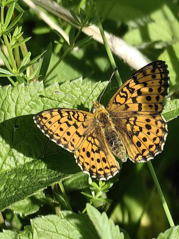 Бабочка - Евгений Васильев