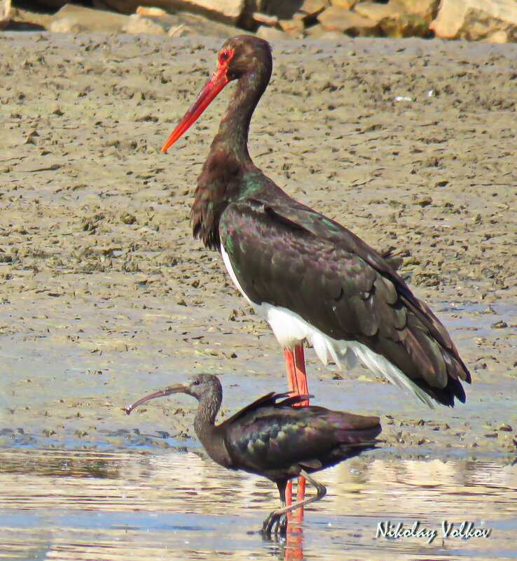 Чёрный аист и каравайка - Николай Волков