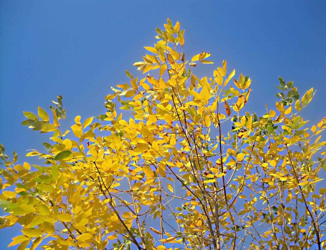 Осеннее небо - Елена Семигина