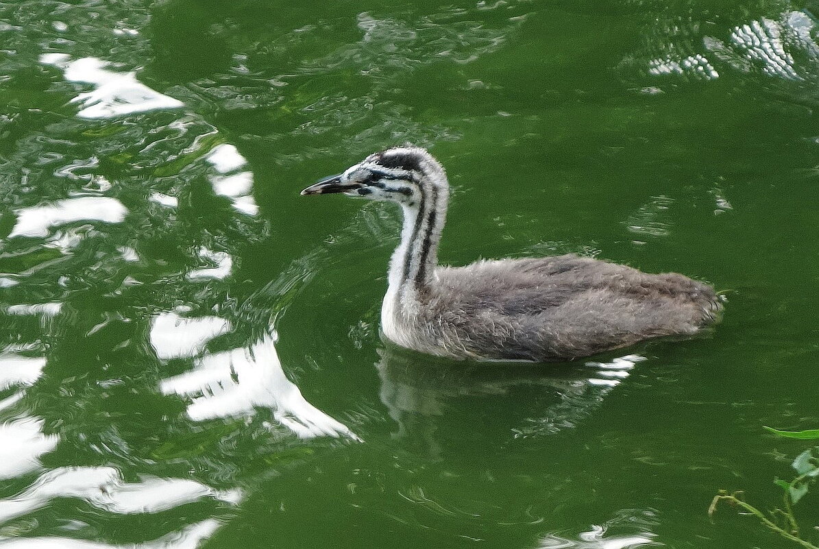 Молодая чомга - Рита Симонова