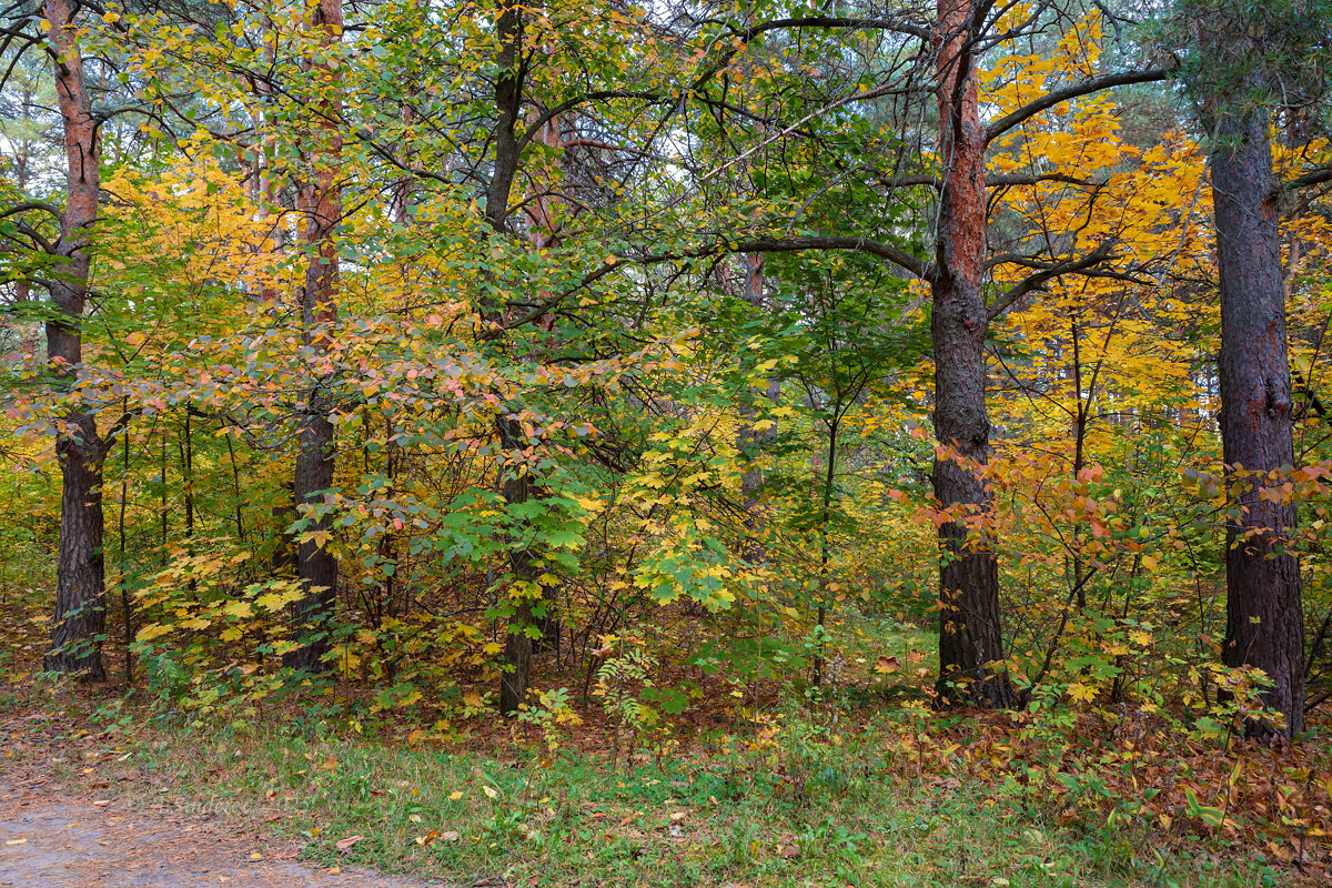 В сентябре - Александр Синдерёв