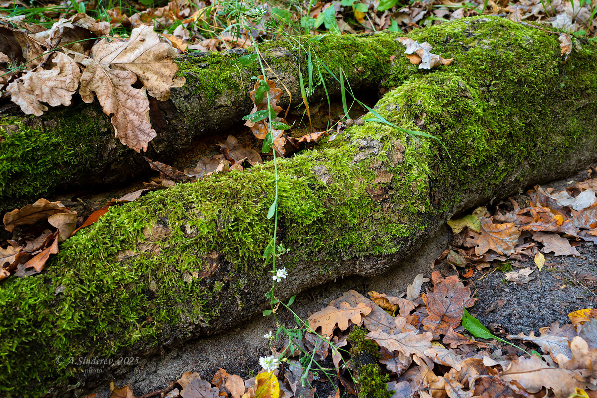 Корень старого дерева - Александр Синдерёв