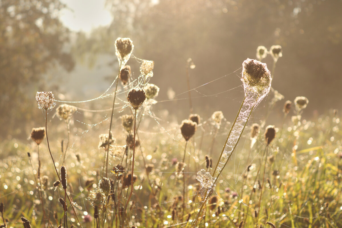 **** - Елена Kазак (selena1965)