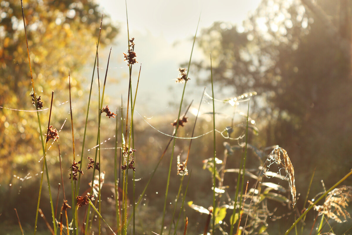 *** - Елена Kазак (selena1965)