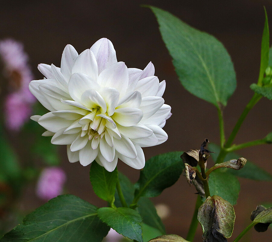 Осенний георгинчик - Светлана 