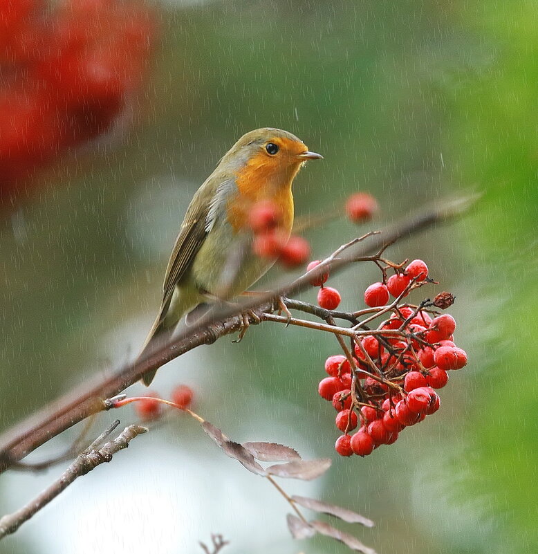 осенний дождь - Andrey Bragin 