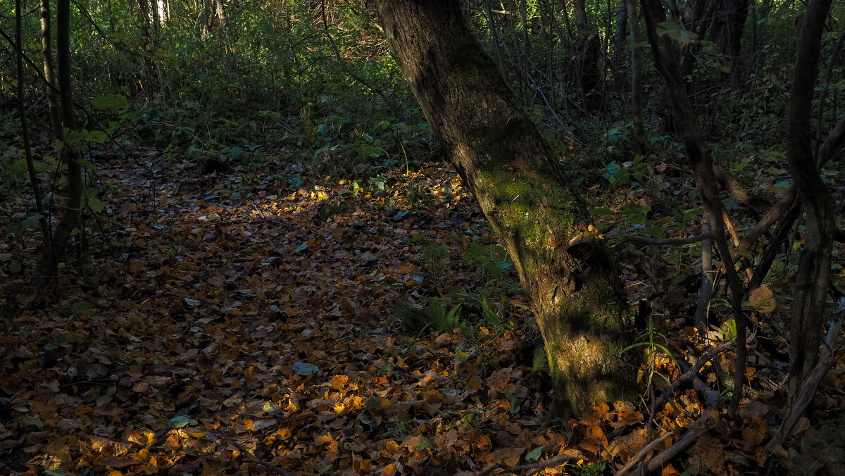 По Лесным Дорожкам - юрий поляков