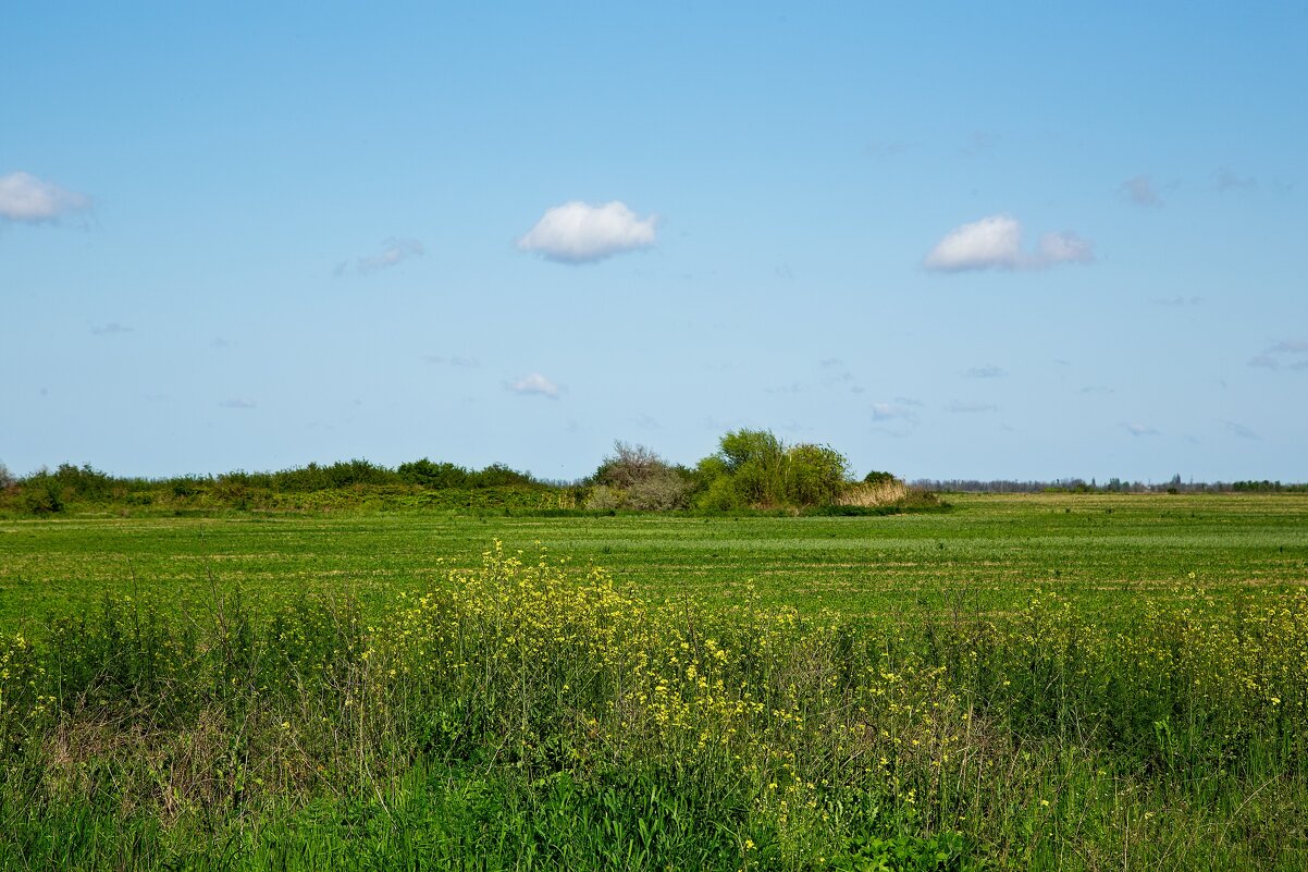 *** - Яна Горбунова