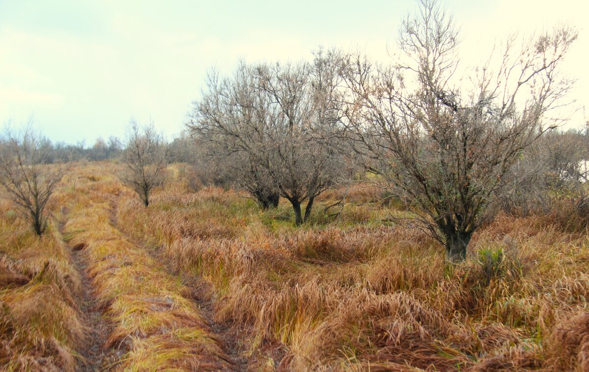 Колея - Сергей Никифоров