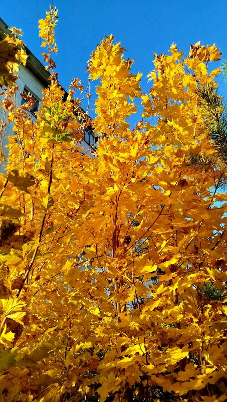 Золотая осень - светлана льдокова