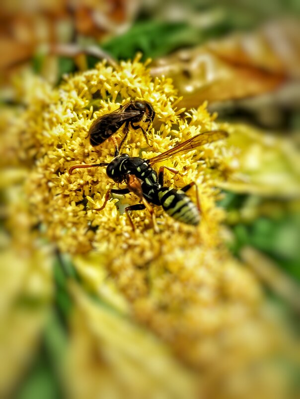 ....опасные соседи.. - Георгий Никонов