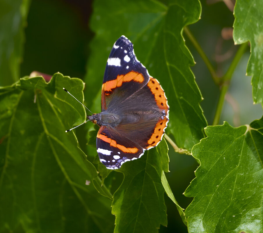 Адмирал 2 - Александр Посошенко Адмирал 2 - Александр Посошенко