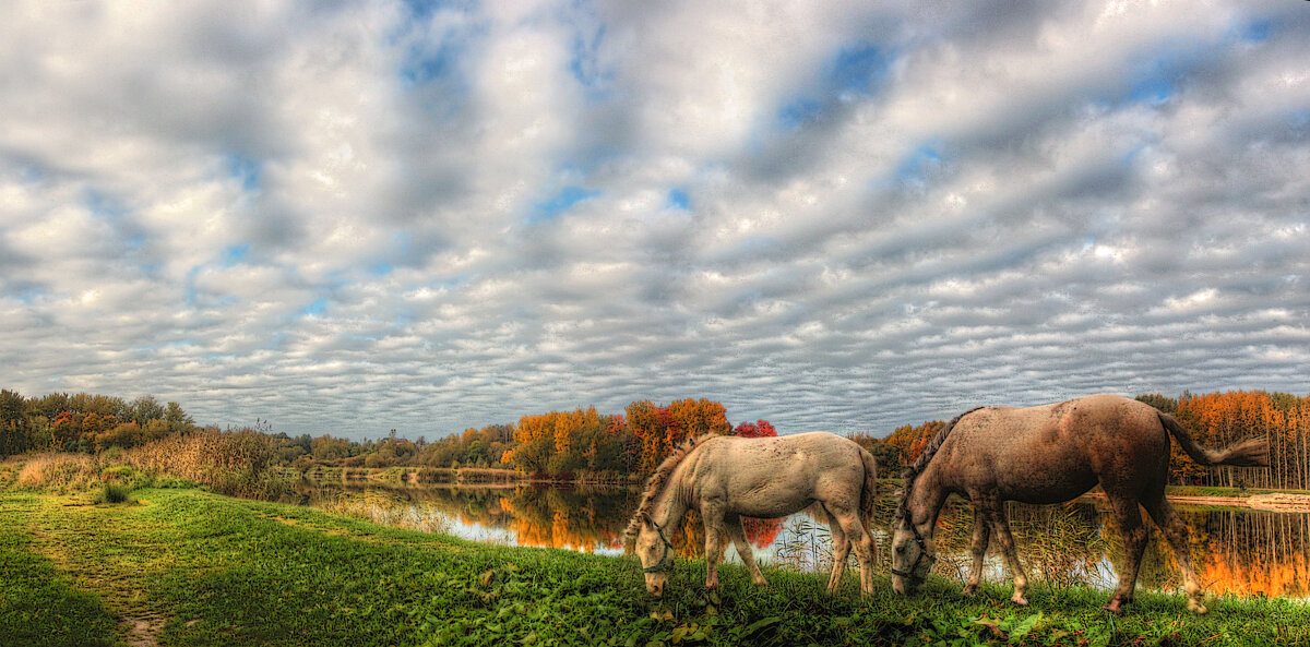*** - Сергей Григорьев