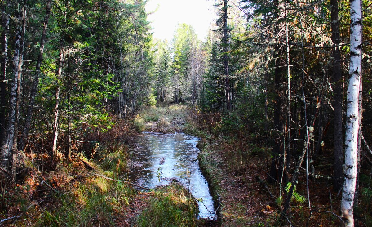 Ледок - Сергей Никифоров