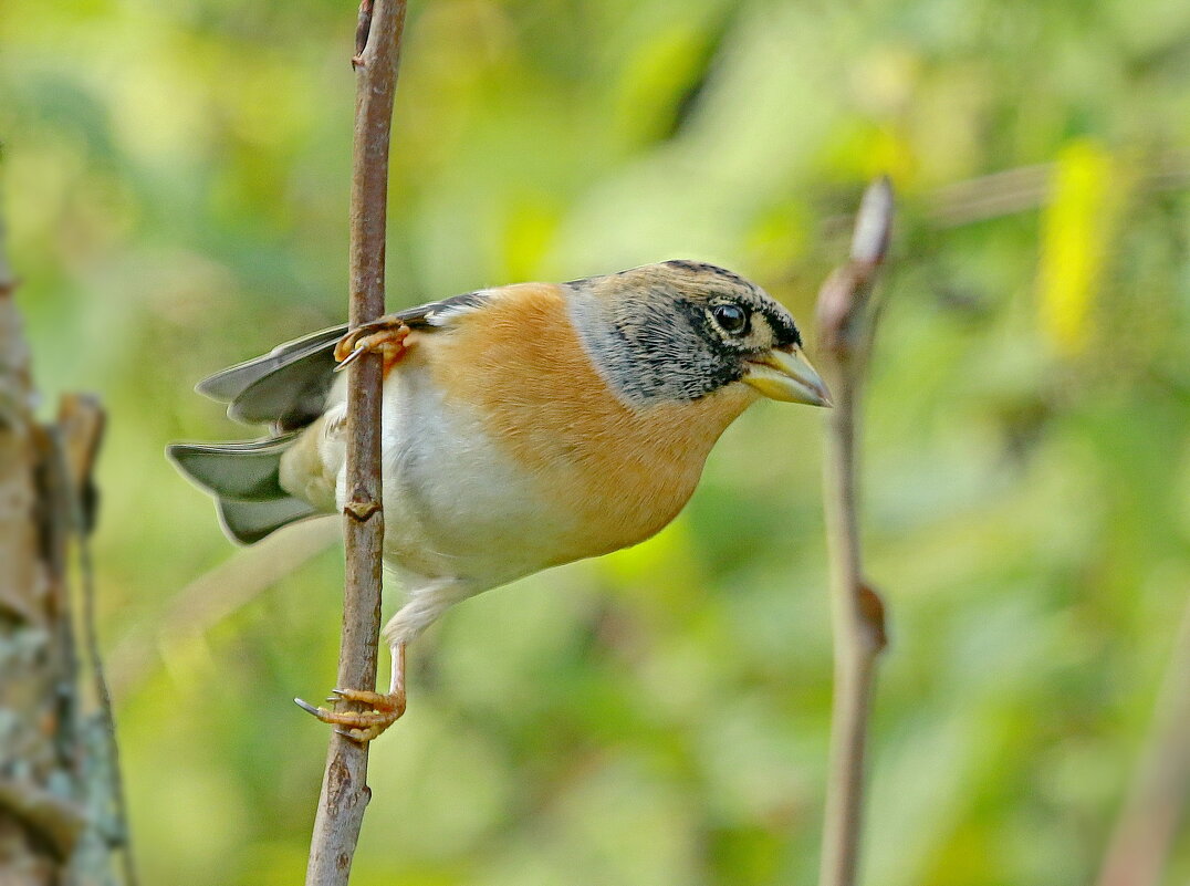 ...доволен  всем ... - Andrey Bragin 