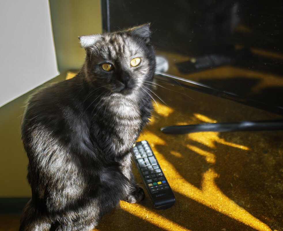 Телевизор будем смотреть..? - Игорь Протасов Телевизор будем смотреть..? - Игорь Протасов