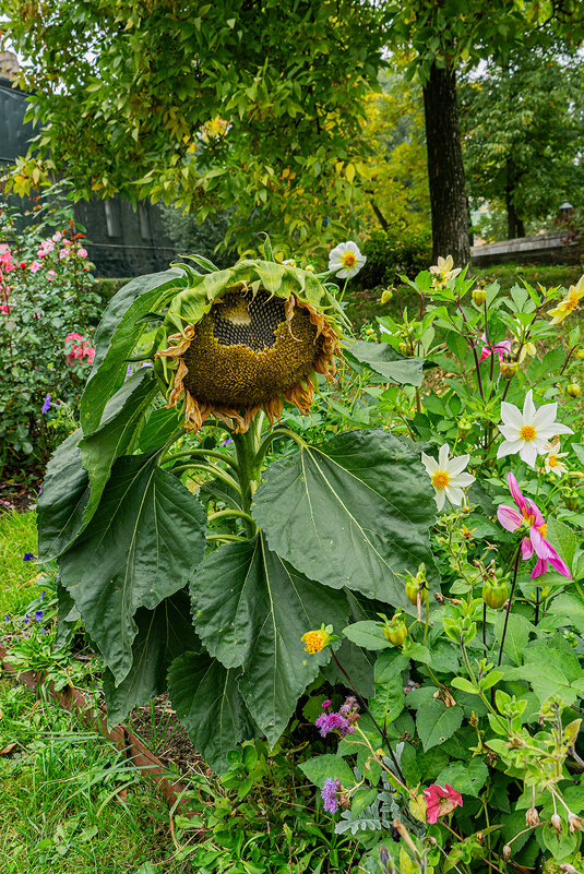 В Польском саду - Ирина Соловьёва
