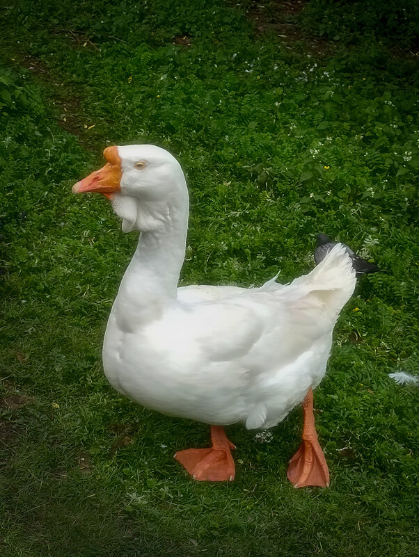 Гусь достойный! - Лилия *