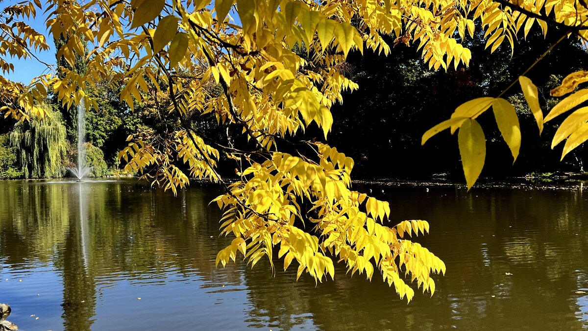 Не едят меня синички, Мышки, ёжики, лисички. - "The Natural World" Александер