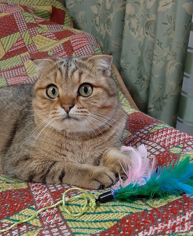 Любимка. Марсик - Ната57 Наталья Мамедова Любимка. Марсик - Ната57 Наталья Мамедова