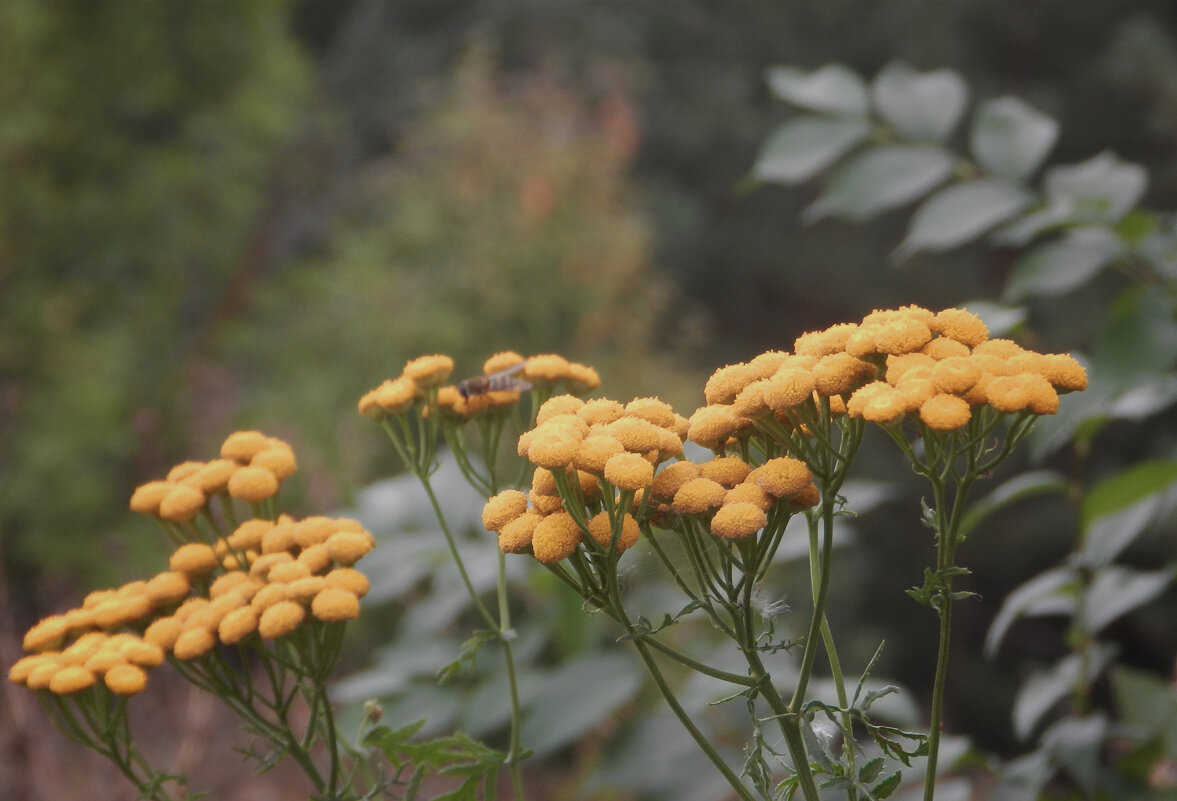 пижма - Лера 