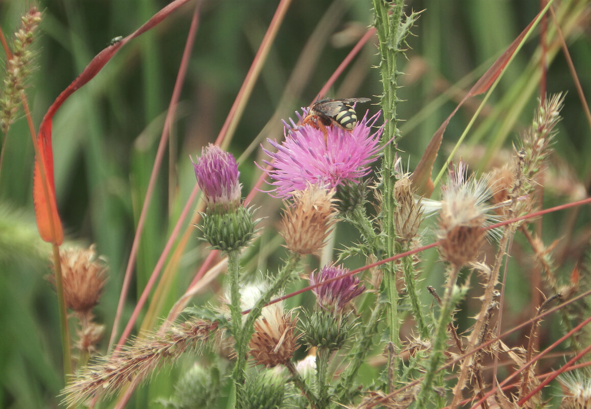 чертополох - Лера 