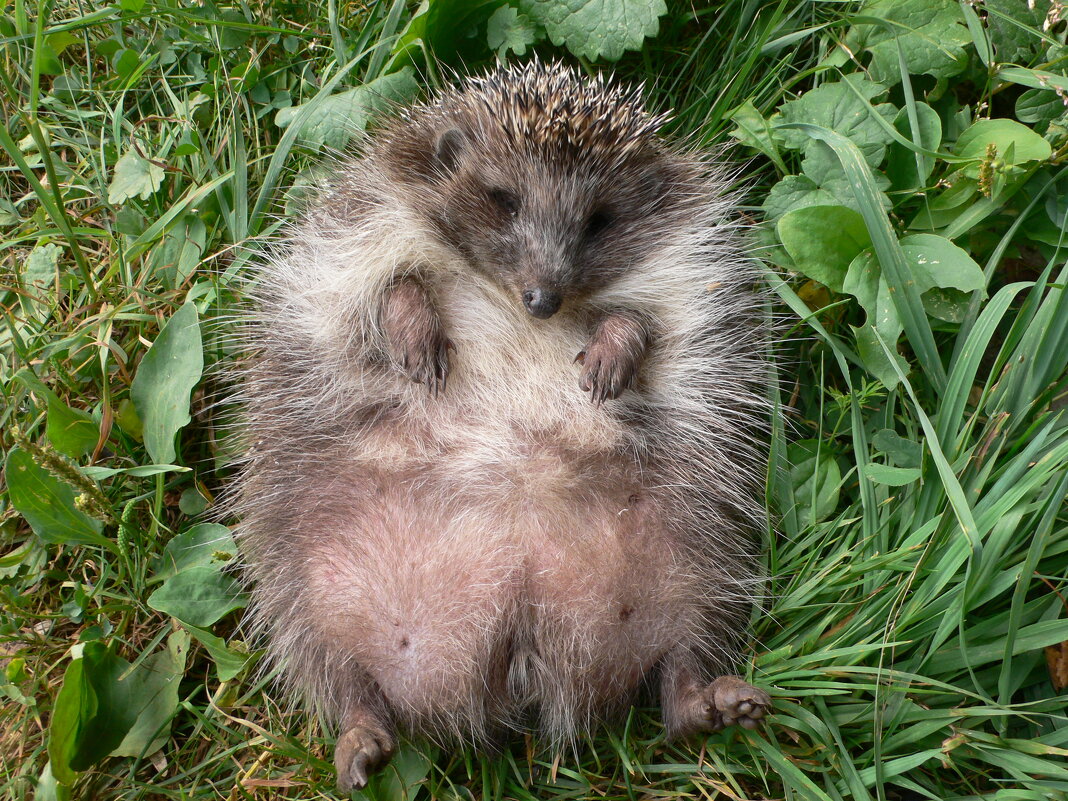 Он же - Иван Генералов