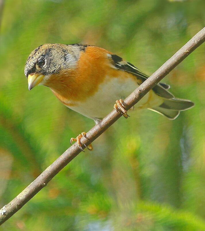 вьюрок осенний... - Andrey Bragin 