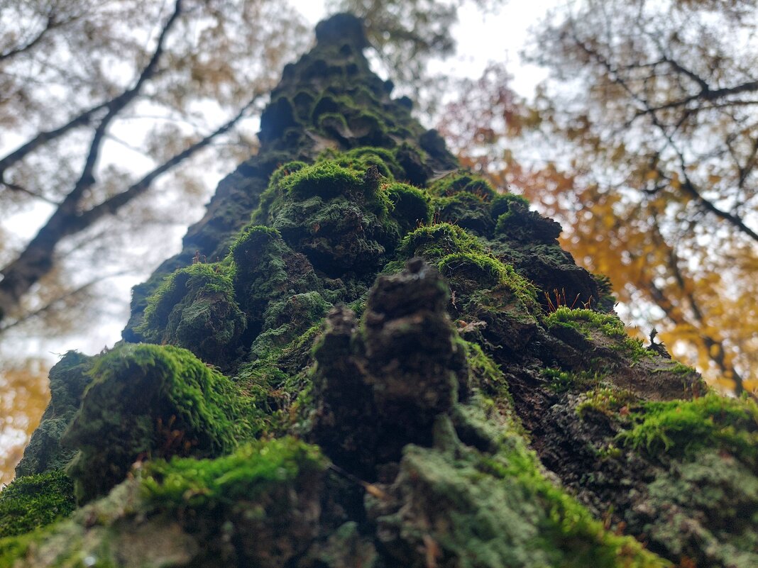 ствол старой березы во мхах - Артём 