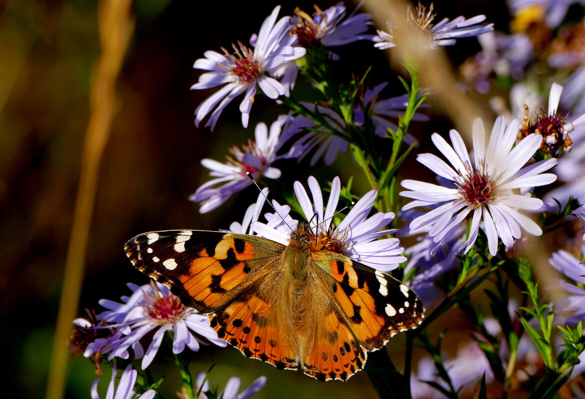 опять бабочки 4 - Александр Прокудин