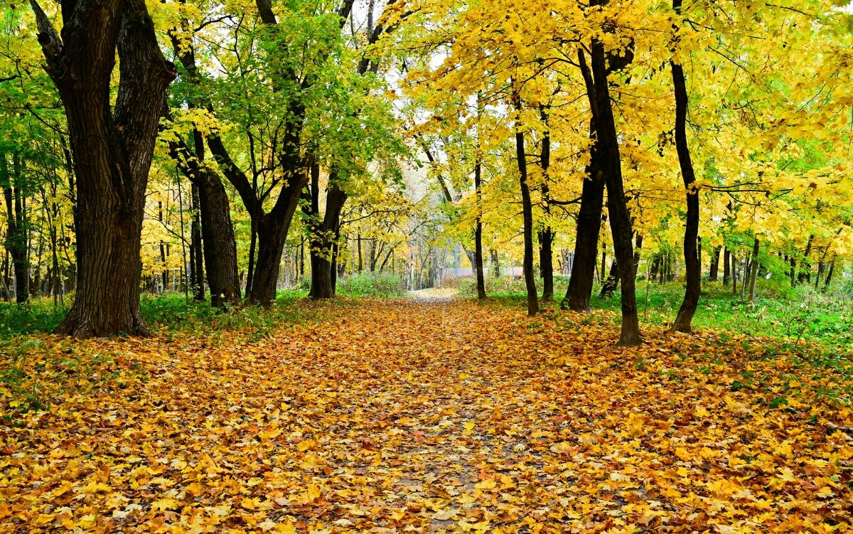 Золотая осень в городе. - Милешкин Владимир Алексеевич 