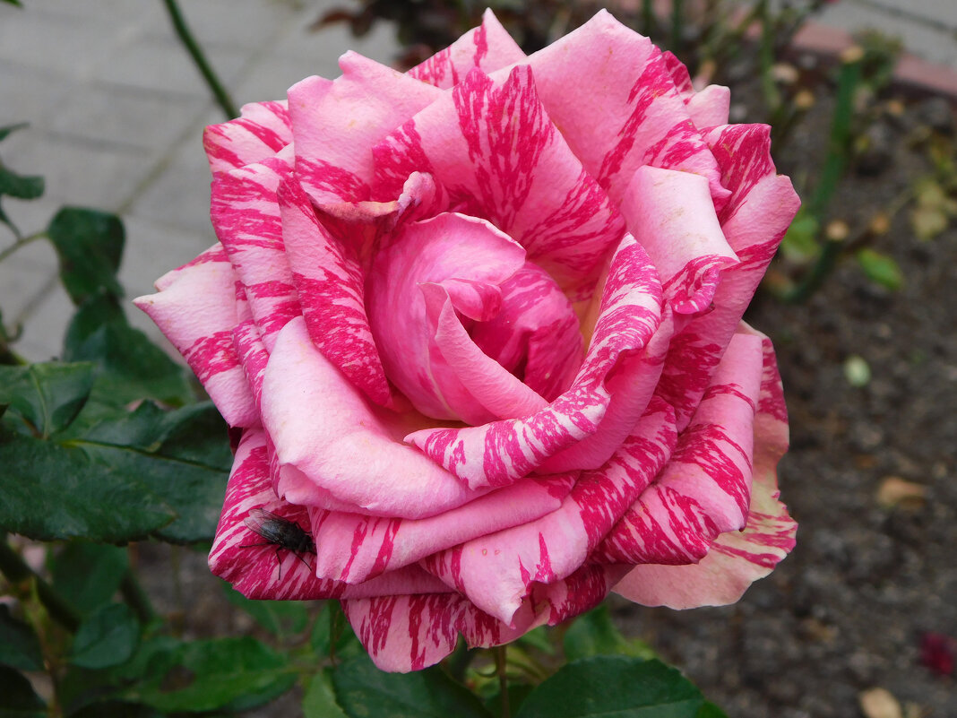 Роза чайно-гибридная Пинк Интуишн - Наиля 