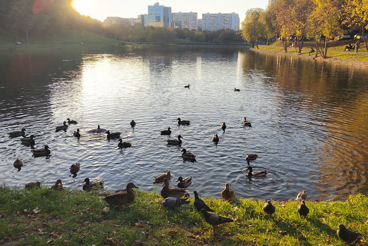 Парк  в  Москве. Автор  Саша - Фотогруппа Весна