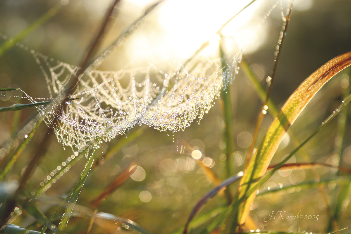 *** - Елена Kазак (selena1965)